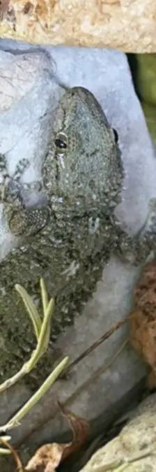 Brösel, Björn und Carlos – Mauergecko, Unbekannt, 1 Jahr 10 Monate, 13057 Berlin – Foto 1