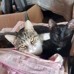 Blacky – Katze, Männchen, Alter unbekannt, 97525 Schwebheim – Foto 5