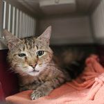 Blacky – Katze, Männchen, Alter unbekannt, 97525 Schwebheim – Foto 6