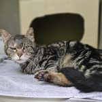 Blacky – Katze, Männchen, Alter unbekannt, 97525 Schwebheim – Foto 7