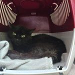 Blacky – Katze, Männchen, Alter unbekannt, 97525 Schwebheim – Foto 8
