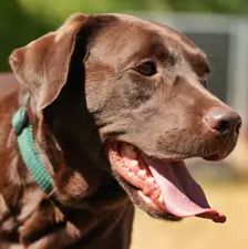 Pearl – Labrador, Weibchen, 3 Jahre, 90537 Feucht – Foto 1