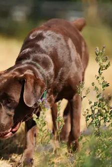 Pearl – Labrador, Weibchen, 3 Jahre, 90537 Feucht – Foto 2