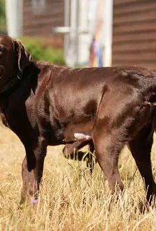 Pearl – Labrador, Weibchen, 3 Jahre, 90537 Feucht – Foto 4