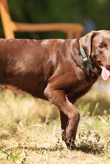 Pearl – Labrador, Weibchen, 3 Jahre, 90537 Feucht – Foto 5