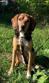 Cooper – Jagdhund-Mix, Männchen, 5 Jahre 3 Monate, 70195 Stuttgart-Botnang – Foto 1