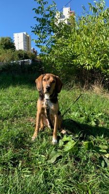 Cooper – Jagdhund-Mix, Männchen, 5 Jahre 3 Monate, 70195 Stuttgart-Botnang – Foto 2