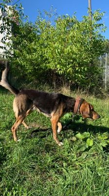 Cooper – Jagdhund-Mix, Männchen, 5 Jahre 3 Monate, 70195 Stuttgart-Botnang – Foto 3