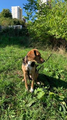 Cooper – Jagdhund-Mix, Männchen, 5 Jahre 3 Monate, 70195 Stuttgart-Botnang – Foto 4