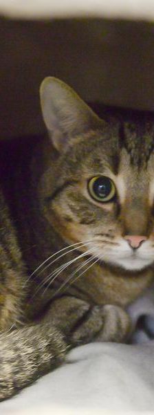 Bounce – Europäisch Kurzhaar, Männchen, 1 Jahr, 45141 Essen – Foto 1