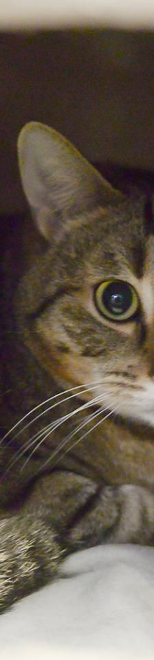 Bounce – Europäisch Kurzhaar, Männchen, 1 Jahr, 45141 Essen – Foto 2
