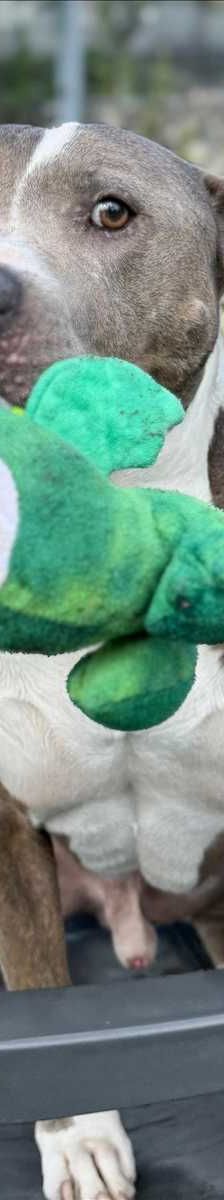OTTO – American Staffordshire Terrier, Mix, Männchen, 6 Jahre, 81829 München – Foto 4