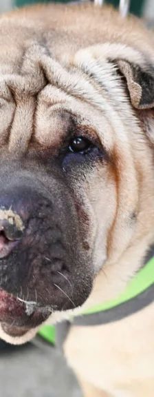 Chikko – Shar Pei, Männchen, 7 Jahre, 13057 Berlin – Foto 1