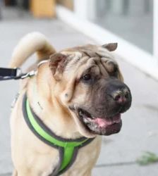 Chikko – Shar Pei, Männchen, 7 Jahre, 13057 Berlin – Foto 2