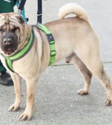 Chikko – Shar Pei, Männchen, 7 Jahre, 13057 Berlin – Foto 3