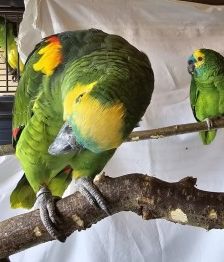 Edward und Bella – Blaustirnamazonen, Unbekannt, 2 Jahre, 70195 Stuttgart-Botnang – Foto 1