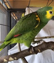 Edward und Bella – Blaustirnamazonen, Unbekannt, 2 Jahre, 70195 Stuttgart-Botnang – Foto 2