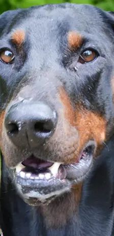 Cobi – Dobermann, Männchen, 3 Jahre 5 Monate, 13057 Berlin – Foto 1