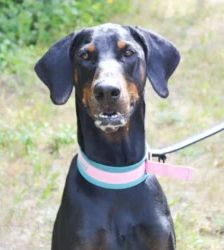 Cobi – Dobermann, Männchen, 3 Jahre 5 Monate, 13057 Berlin – Foto 2
