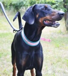Cobi – Dobermann, Männchen, 3 Jahre 5 Monate, 13057 Berlin – Foto 3