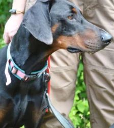 Cobi – Dobermann, Männchen, 3 Jahre 5 Monate, 13057 Berlin – Foto 4