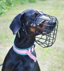 Cobi – Dobermann, Männchen, 3 Jahre 5 Monate, 13057 Berlin – Foto 5