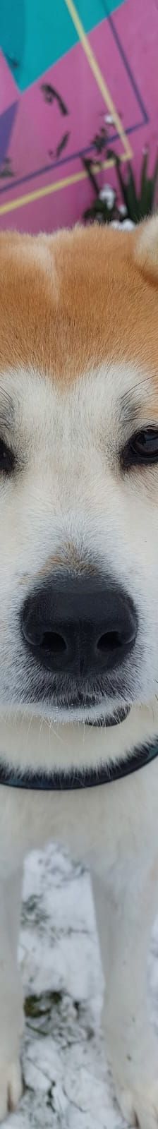 Hachiko – Akita Inu, Männchen, 1 Jahr, 50969 Köln-Zollstock – Foto 2
