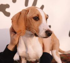 Grom – Istrianer-/Posavac-Bracken-Mix, Männchen, 8 Monate, Nordic Strays e.V. – Foto 2