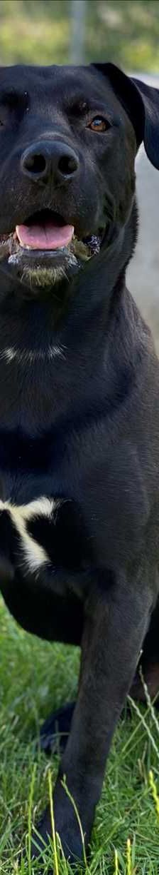 CORLEONE – Mix, Männchen, 4 Jahre, 81829 München – Foto 2