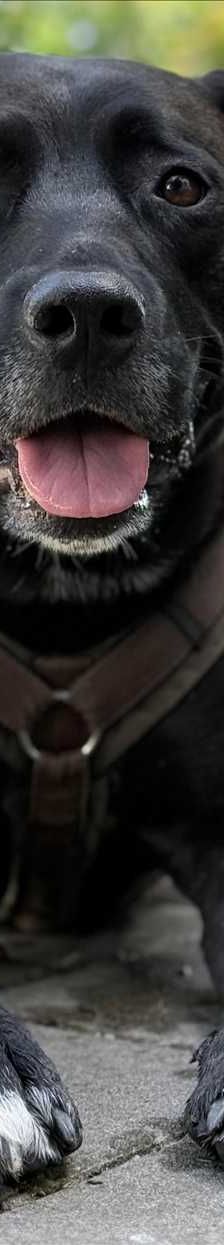 CORLEONE – Mix, Männchen, 4 Jahre, 81829 München – Foto 3