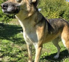 Roxy – Mischling, Weibchen, 4 Jahre, Nordic Strays e.V. – Foto 6