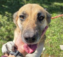 Roxy – Mischling, Weibchen, 4 Jahre, Nordic Strays e.V. – Foto 7