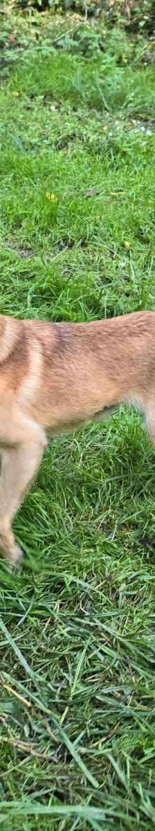 Marlo – Mischling, Männchen, 6 Jahre, Nordic Strays e.V. – Foto 2