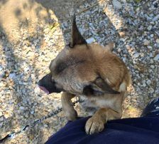Marlo – Mischling, Männchen, 6 Jahre, Nordic Strays e.V. – Foto 11