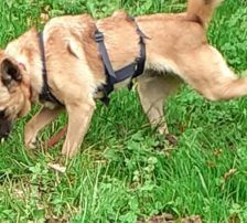Marlo – Mischling, Männchen, 6 Jahre, Nordic Strays e.V. – Foto 12