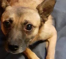 Marlo – Mischling, Männchen, 6 Jahre, Nordic Strays e.V. – Foto 13