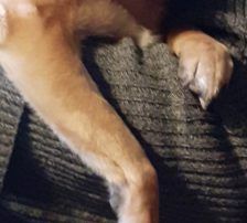 Marlo – Mischling, Männchen, 6 Jahre, Nordic Strays e.V. – Foto 17