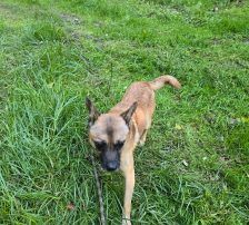 Marlo – Mischling, Männchen, 6 Jahre, Nordic Strays e.V. – Foto 3