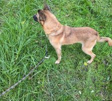 Marlo – Mischling, Männchen, 6 Jahre, Nordic Strays e.V. – Foto 4