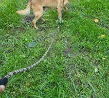 Marlo – Mischling, Männchen, 6 Jahre, Nordic Strays e.V. – Foto 5