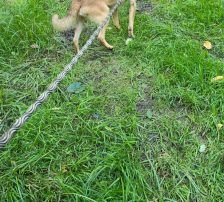 Marlo – Mischling, Männchen, 6 Jahre, Nordic Strays e.V. – Foto 6