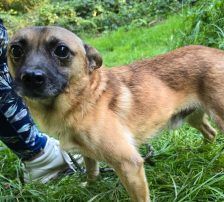 Marlo – Mischling, Männchen, 6 Jahre, Nordic Strays e.V. – Foto 7
