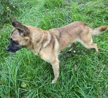 Marlo – Mischling, Männchen, 6 Jahre, Nordic Strays e.V. – Foto 8