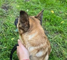 Marlo – Mischling, Männchen, 6 Jahre, Nordic Strays e.V. – Foto 9