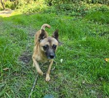 Marlo – Mischling, Männchen, 6 Jahre, Nordic Strays e.V. – Foto 10