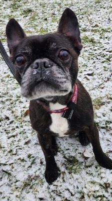 Herby – Französische Bulldogge-Bosten Terrier-Mix, Männchen, 9 Jahre 8 Monate, 70195 Stuttgart-Botnang – Foto 1