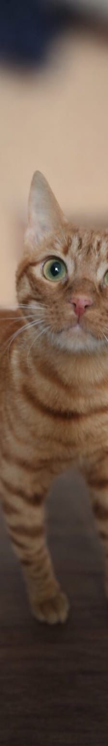 Sime – Sonstiges, Unbekannt, Alter unbekannt, Nordic Strays e.V. – Foto 1