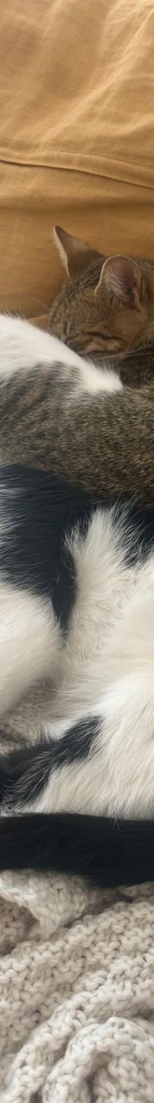 Sime – Sonstiges, Unbekannt, Alter unbekannt, Nordic Strays e.V. – Foto 2