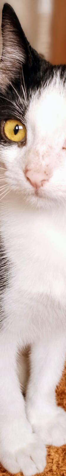 Sime – Sonstiges, Unbekannt, Alter unbekannt, Nordic Strays e.V. – Foto 4