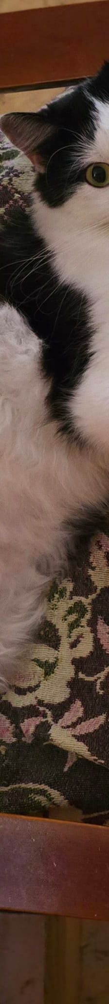 Sime – Sonstiges, Unbekannt, Alter unbekannt, Nordic Strays e.V. – Foto 5